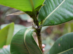 Stenostylus colmeiroi