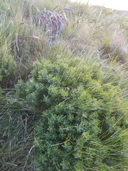Psoralea mundiana
