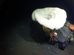 Chonelasma oreia
