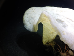 Chonelasma oreia