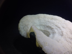 Chonelasma oreia