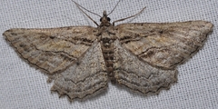 Sardocyrnia fortunaria