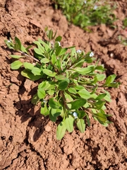 Trigonotis peduncularis