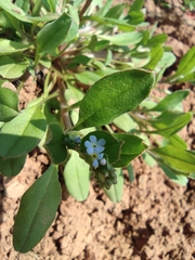 Trigonotis peduncularis