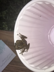 Eleutherodactylus coqui