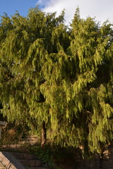 Cupressus pendula