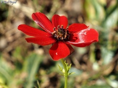 Adonis palaestina