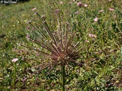 Allium schubertii