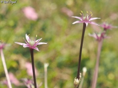 Allium schubertii
