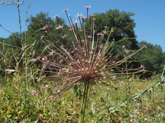 Allium schubertii