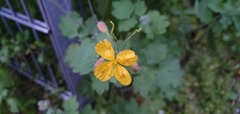 Chelidonium majus