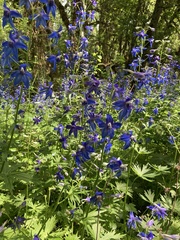 Delphinium trolliifolium