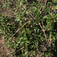 Toxicodendron diversilobum