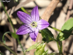 Campanula stellaris