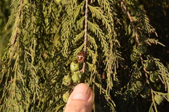 Cupressus pendula
