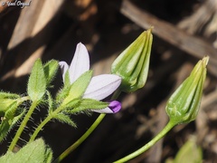 Campanula stellaris