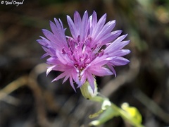 Centaurea cyanoides