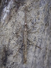 Trachythorax