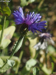 Centaurea cyanoides