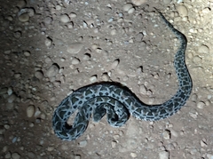 Bothrops diporus