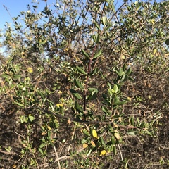 Lonicera subspicata