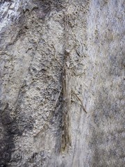 Trachythorax