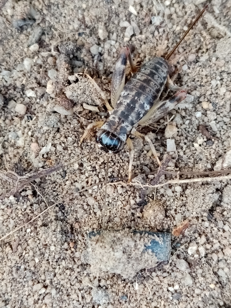 Cophogryllus simonsi