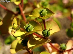Euphorbia valerianifolia