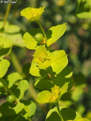 Euphorbia valerianifolia