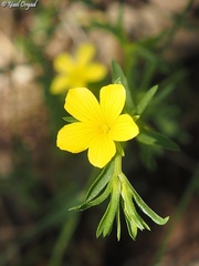 Linum nodiflorum