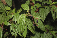 Miconia cornoides