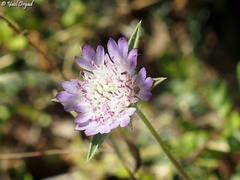 Pterocephalus brevis