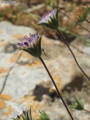 Pterocephalus brevis
