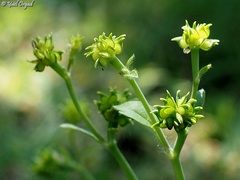 Ranunculus chius