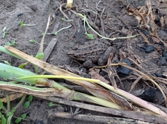 Leptodactylus macrosternum