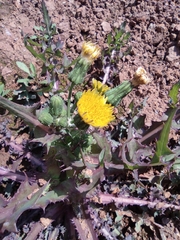 Sonchus asper