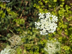 Tordylium trachycarpum