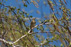 Anthus trivialis
