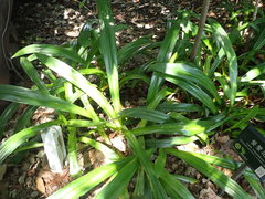 Hymenocallis speciosa