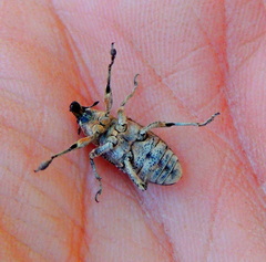 Asproparthenis punctiventris