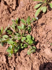 Trigonotis peduncularis