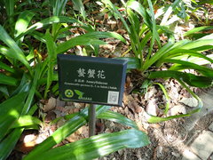 Hymenocallis speciosa