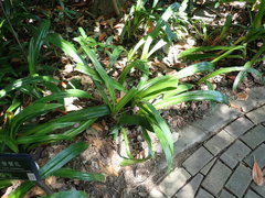 Hymenocallis speciosa