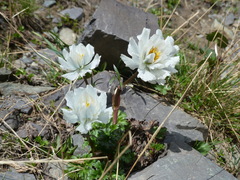 Trollius lilacinus