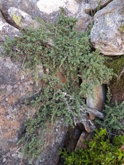 Cliffortia complanata