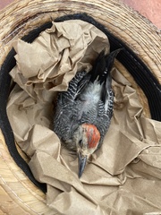 Melanerpes aurifrons