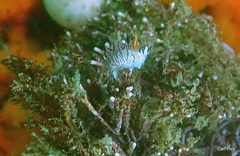 Cratena sp-a