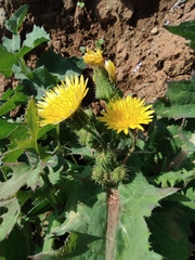 Sonchus asper