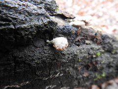 Schizophyllum commune