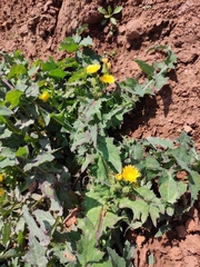 Sonchus asper